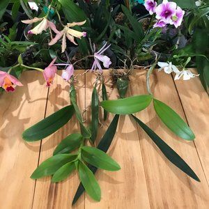 4 Assorted Bareroot Orchid SEEDLINGS - Live Plants